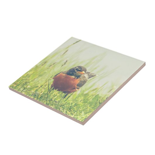 Amerikaner-Robin-Vogel Fliese (Seite)