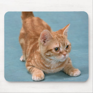 Amerikaner Shorthair 3 Mousepad