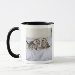 Amerikaner Shorthair 7 Tasse