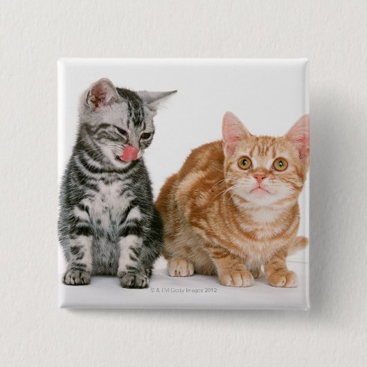 Amerikaner Shorthair Button (Vorderseite)