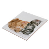 Amerikaner Shorthair Fliese (Seite)