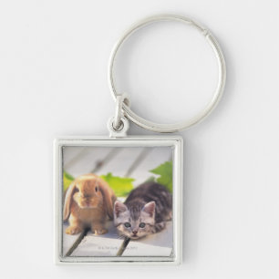 Amerikaner Shorthair; ist das populärste und die Schlüsselanhänger