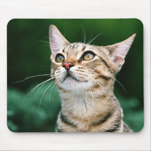 Amerikaner Shorthair Mousepad