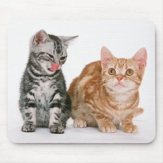 Amerikaner Shorthair Mousepad (Vorne)