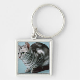 Amerikaner Shorthair Schlüsselanhänger
