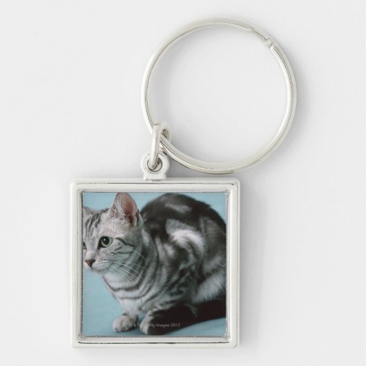 Amerikaner Shorthair Schlüsselanhänger (Vorne)
