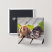 Amerikaner Shorthair u. Häschen Button (Vorne & Hinten)