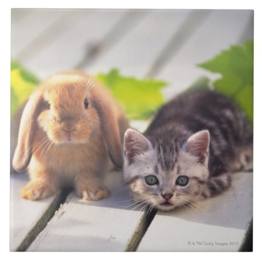 Amerikaner Shorthair u. Häschen Fliese (Vorderseite)