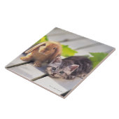 Amerikaner Shorthair u. Häschen Fliese (Seite)