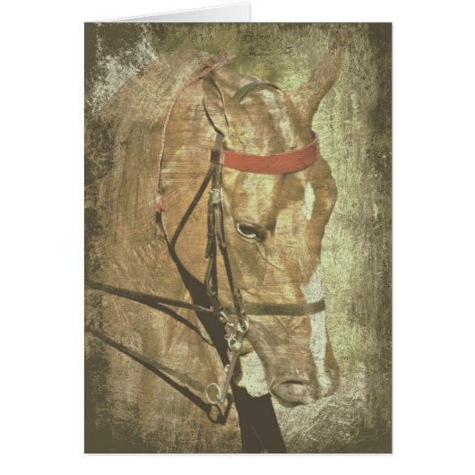 Amerikanisch Saddlebred (Vorne)