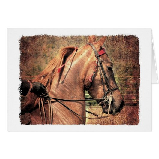 Amerikanisch Saddlebred (Vorderseite (Horizontal))