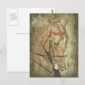 Amerikanisch Saddlebred Postkarte (Vorne/Hinten)