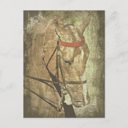 Amerikanisch Saddlebred Postkarte (Vorderseite)