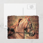 Amerikanisch Saddlebred Postkarte (Vorne/Hinten)