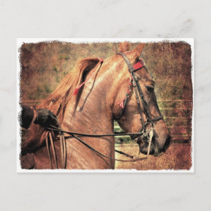 Amerikanisch Saddlebred Postkarte