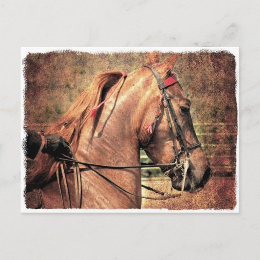 Amerikanisch Saddlebred Postkarte (Vorderseite)
