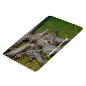 Amerikanische Alligatoren Magnet (Linke Seite)