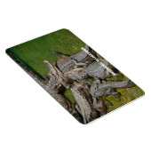 Amerikanische Alligatoren Magnet (Rechte Seite)