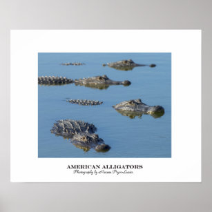 Amerikanische Alligatoren Poster