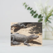 Amerikanische Alligatoren Postkarte (Stehend Vorderseite)