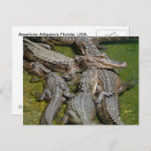 Amerikanische Alligatoren Postkarte (Vorne/Hinten)