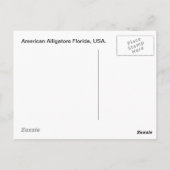 Amerikanische Alligatoren Postkarte (Rückseite)