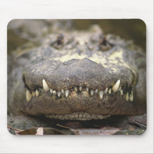 Amerikanische Alligatorin Mousepad