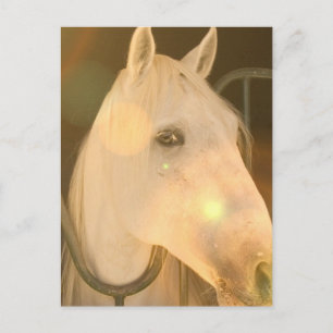 Amerikanische andalusische Postkarte