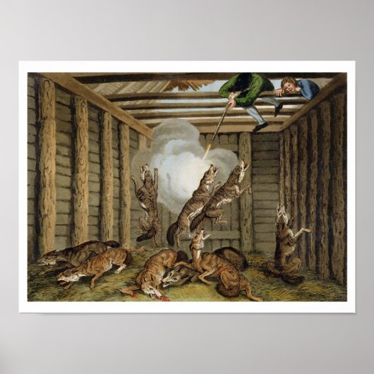 Amerikanische Anekdote: Wölfe schießen, graviert v Poster (Vorne)