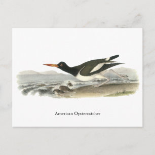 Amerikanische Austernfänge, John Audubon Postkarte