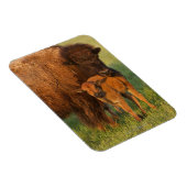 Amerikanische Bison Kuh und Kalb, Norddakota Magnet (Rechte Seite)