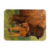 Amerikanische Bison Kuh und Kalb, Norddakota Magnet (Horizontal)