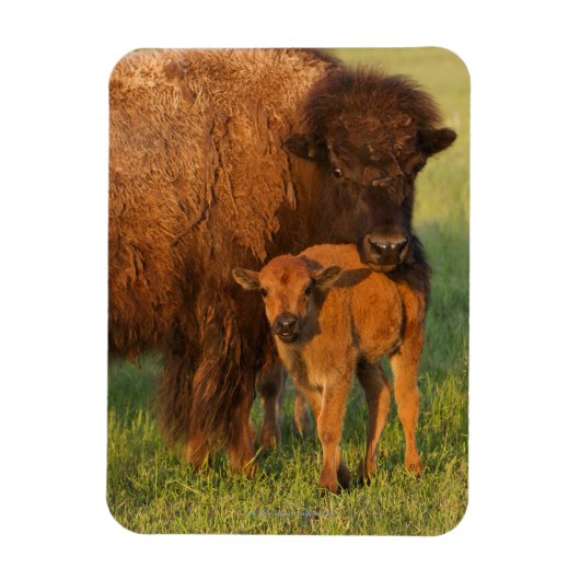 Amerikanische Bison Kuh und Kalb, Norddakota Magnet (Vertikal)
