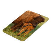 Amerikanische Bison Kuh und Kalb, Norddakota Magnet (Linke Seite)