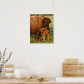 Amerikanische Bison Kuh und Kalb, Norddakota Poster (Küche)