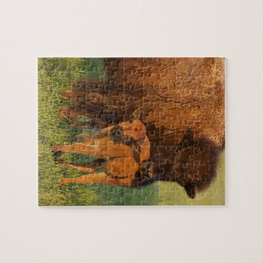 Amerikanische Bison Kuh und Kalb, Norddakota Puzzle (Horizontal)