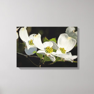 Amerikanische Blüten des Hartriegel Cornus florida Leinwanddruck
