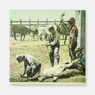 Amerikanische Cowboys, die ein Kalb, c.1900 (Foto, Magnet