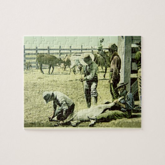 Amerikanische Cowboys, die ein Kalb, c.1900 (Foto, Puzzle (Horizontal)