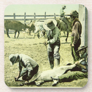 Amerikanische Cowboys, die ein Kalb, c.1900 (Foto, Untersetzer