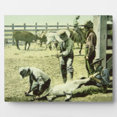Amerikanische Cowboys, die ein Kalb markieren, c.1 Fotoplatte (Vorderseite)