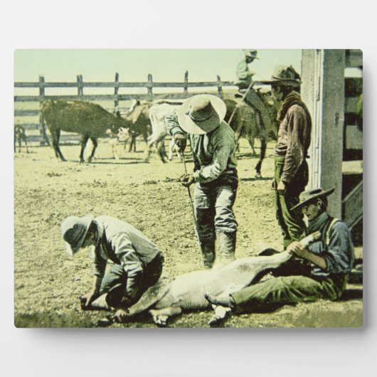 Amerikanische Cowboys, die ein Kalb markieren, c.1 Fotoplatte (Vorderseite)