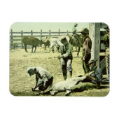 Amerikanische Cowboys, die ein Kalb markieren, c.1 Magnet (Horizontal)