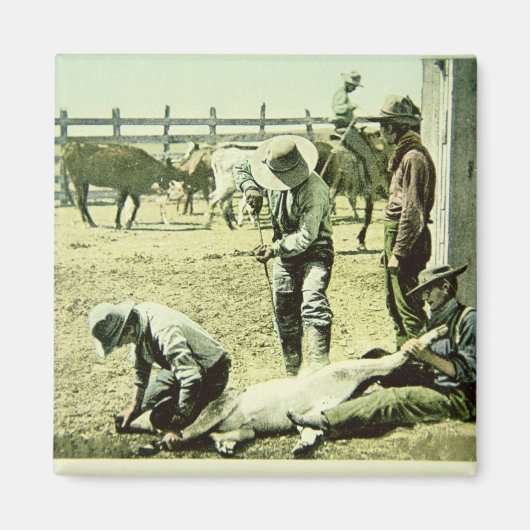 Amerikanische Cowboys, die ein Kalb markieren, c.1 Magnet (Vorne)