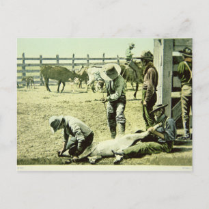Amerikanische Cowboys, die ein Kalb markieren, c.1 Postkarte