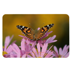 Amerikanische Dame Butterfly Perennial Clara Magnet