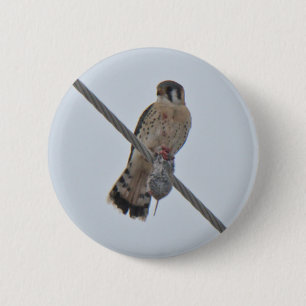 Amerikanische Einzelteile des Kestrel-(Falco Button