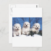 Amerikanische Eskimowelpenkarte Postkarte (Vorne/Hinten)
