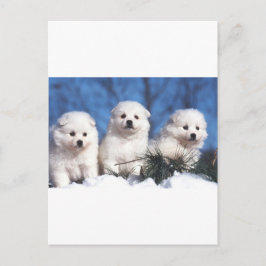Amerikanische Eskimowelpenkarte Postkarte