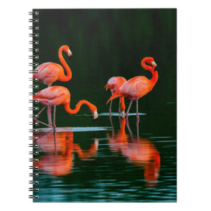 Amerikanische Flamingos mit Reflections Restand Fo Notizblock